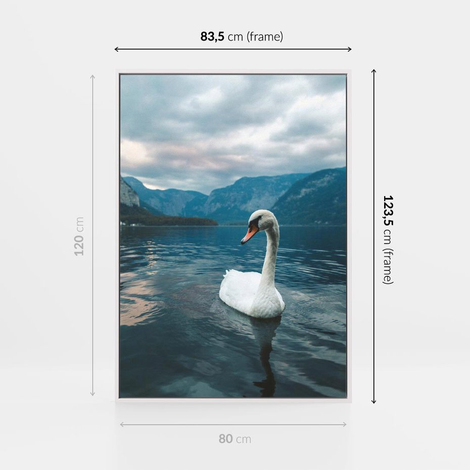 Obraz w ramie 80x120 - Łabędzi Śpiew - fotografia, plakat - rama biała