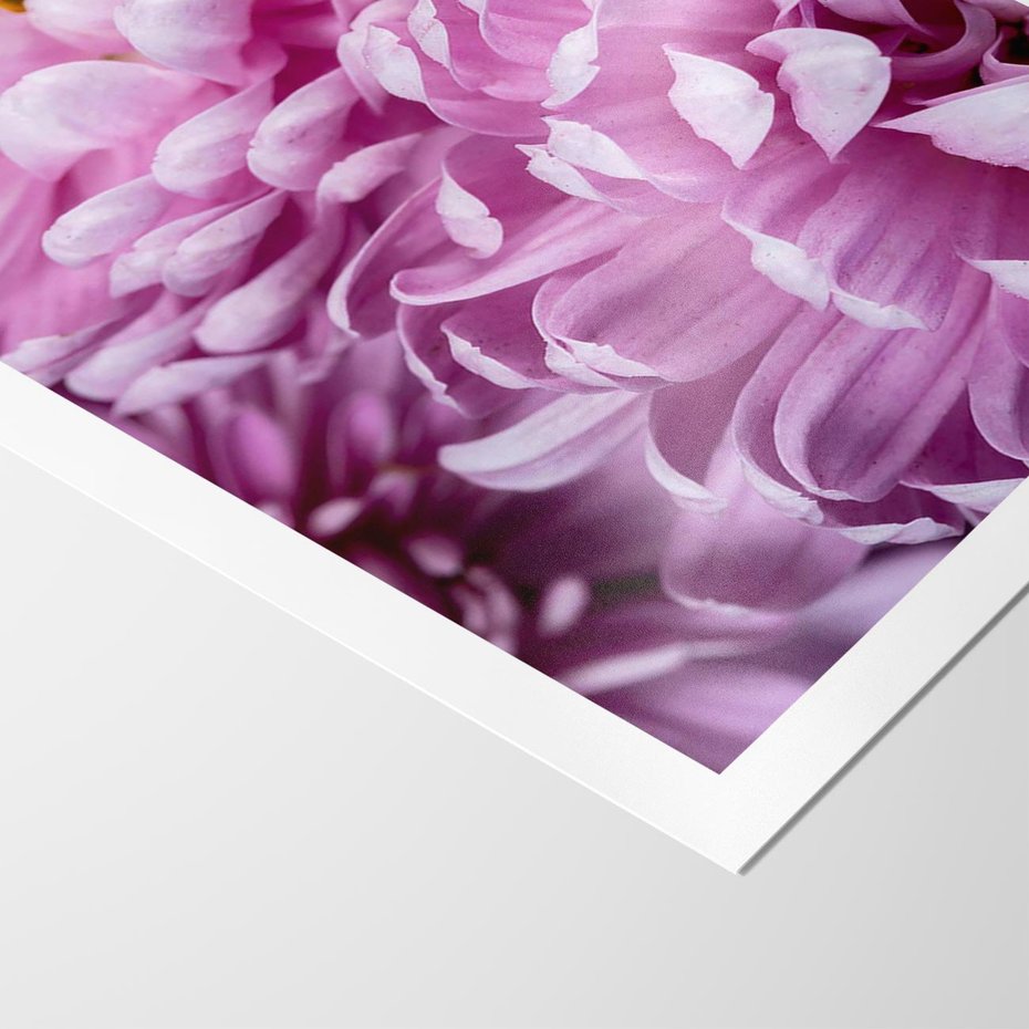 Plakat bez ramy 21x30 - Fioletowy zawrót głowy - kwiat, różowy kwiat