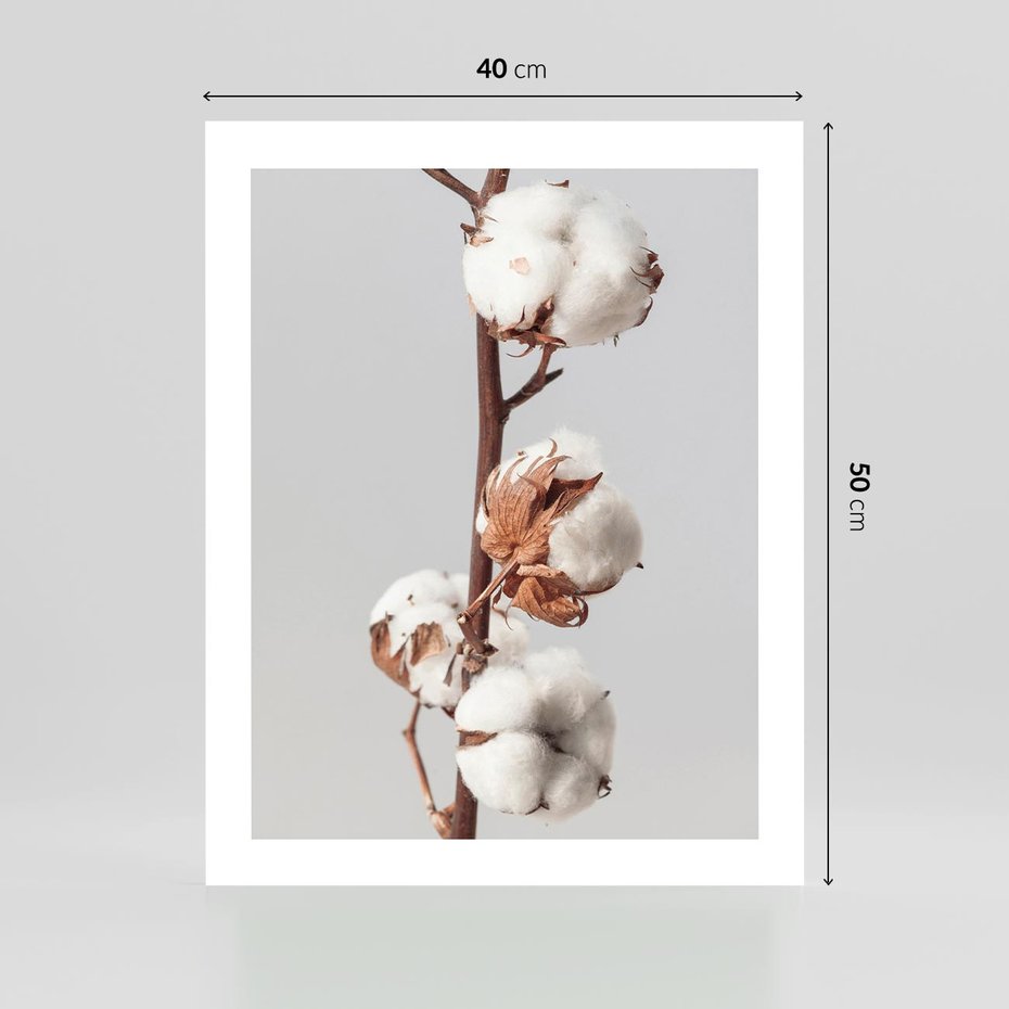 Plakat bez ramy 40x50 - Spokojna Gałązka Bawełny - gałązka bawełny, prosta spokojna fotografia