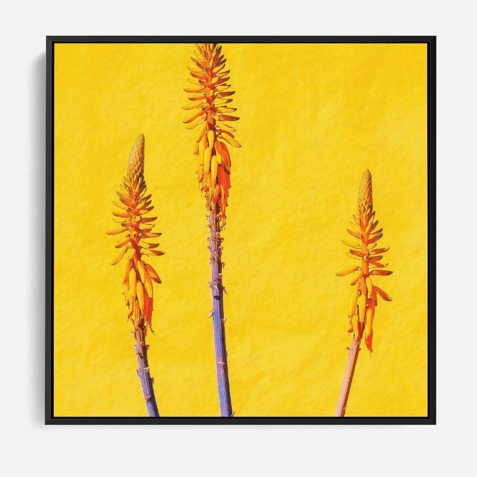 Obraz w ramie 50x50 - Radość Natury - kolor, kwiaty - rama czarna