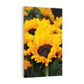 Obraz na płótnie 70x100 - promień słoneczny w kwiatowym świecie - słoneczniki, kwiat