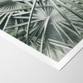 Plakat bez ramy 40x50 - Palmy w Zgaszonej Zieleni - palmy, tropikalne liście