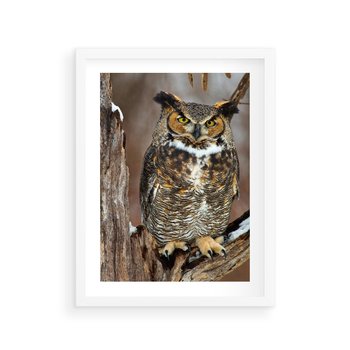 Plakat w ramie 40x50 - Tajemniczy Stróż - sowa, las - rama biała