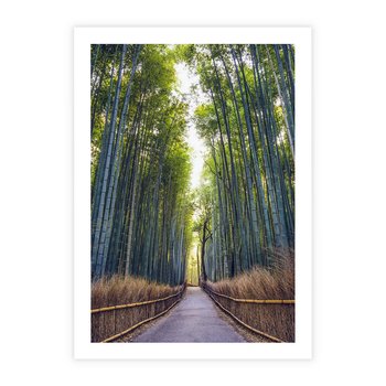 Plakat bez ramy 30x40 - Urokliwa dróżka w lesie - las, dróżka