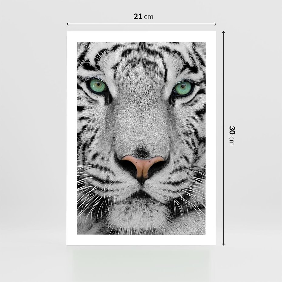 Plakat bez ramy 21x30 - Magia Białego Tygrysa - biały, tygrys