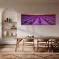 Obraz na płótnie 120x40 - Lawenda: polne zauroczenie - lawenda, kwiaty