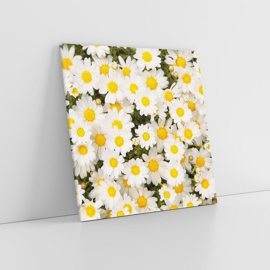 Obraz na płótnie 50x50 - Delikatność Kwiatowej Przyrody - stokrotki, kwiaty
