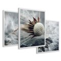 Zestaw obrazy w ramie 50x70 galeria - Dmuchawce, makro, natura, kwiaty - rama biała