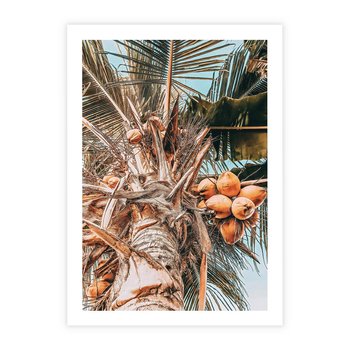 Plakat bez ramy 50x70 - Tropikalna Palma: Fotografia z Kokosami - palma kokosowa, kokosy