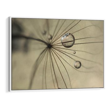 Obraz w ramie 120x80 - Delikatność dmuchawców - dmuchawce, krople - rama biała