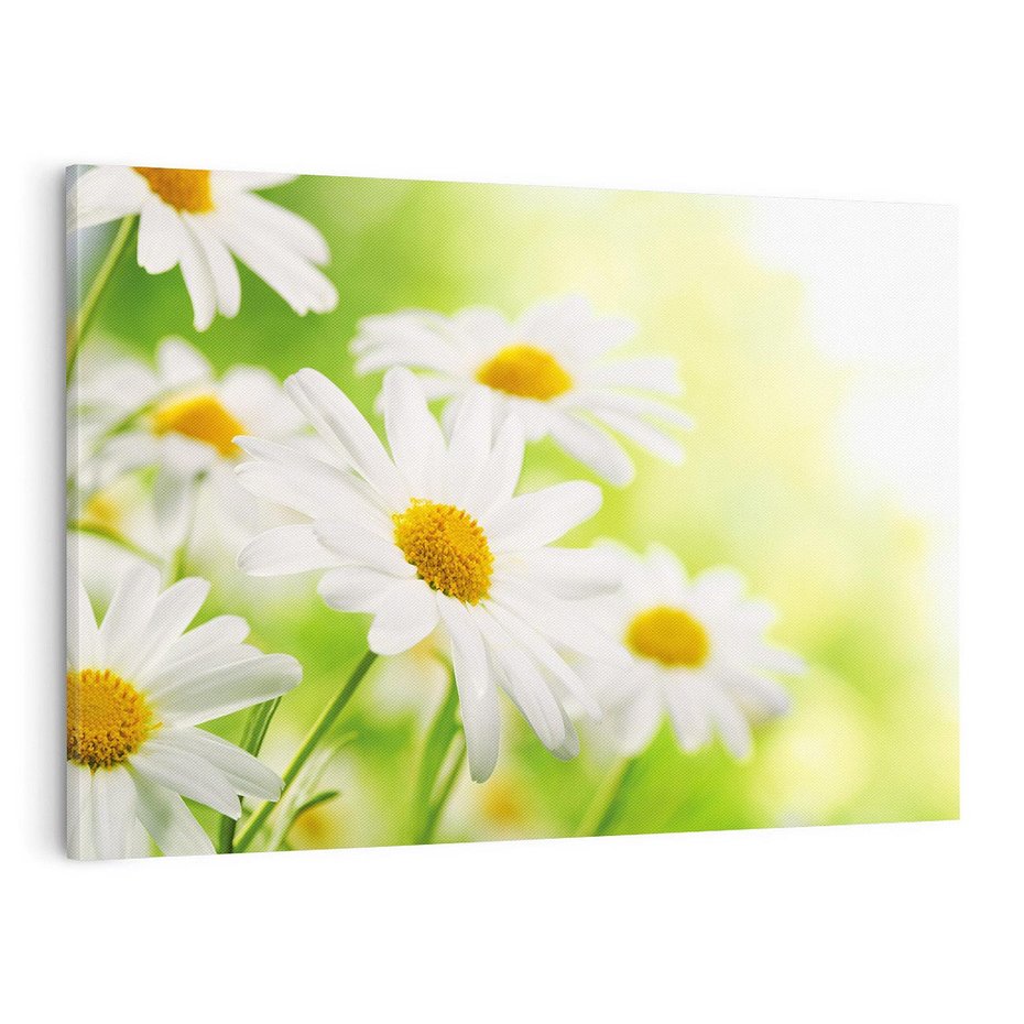 Obraz na płótnie 100x70 - Stokrotka: delikatność natury - stokrotka, kwiat