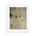 Plakat w ramie 40x50 - Delikatność dmuchawców - dmuchawce, krople - rama biała