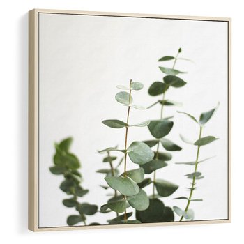 Obraz w ramie 50x50 - Żywa eukaliptusowa zieleń - eukaliptus, zielone - rama drewno