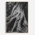 Obraz w ramie 50x70 - Siła Natury - czarno biała fotografia, korzenie wielkiego drzewa - rama drewno