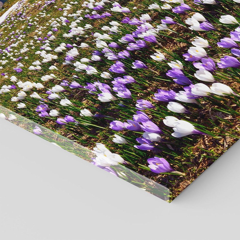 Obraz na płótnie 70x100 - Wiosenne Czarowanie - krokusy, góry