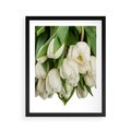 Plakat w ramie 40x50 - Białe tulipany w pełnym rozkwicie - białe, tulipany - rama czarna