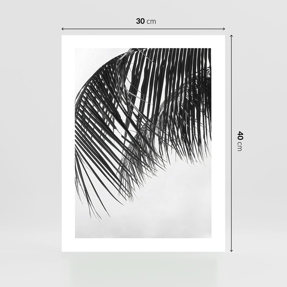 Plakat bez ramy 30x40 - Czarno-Biały Kontrast - czarno białe zdjecie, palma