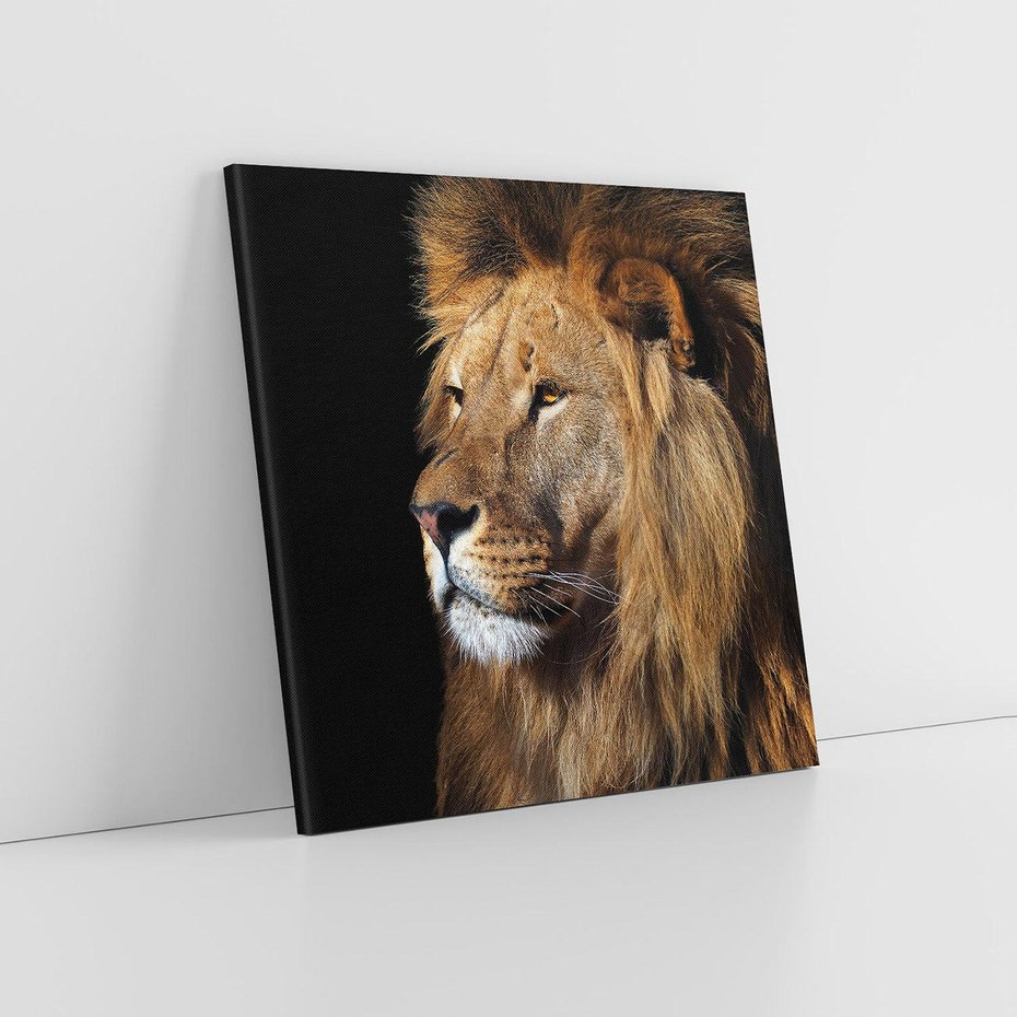 Obraz na płótnie 80x80 - Władca Dzikiej Przyrody - lew, król