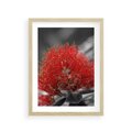 Plakat w ramie 30x40 - Ukwiał na rafie koralowej - ukwiał, rafa - rama drewno