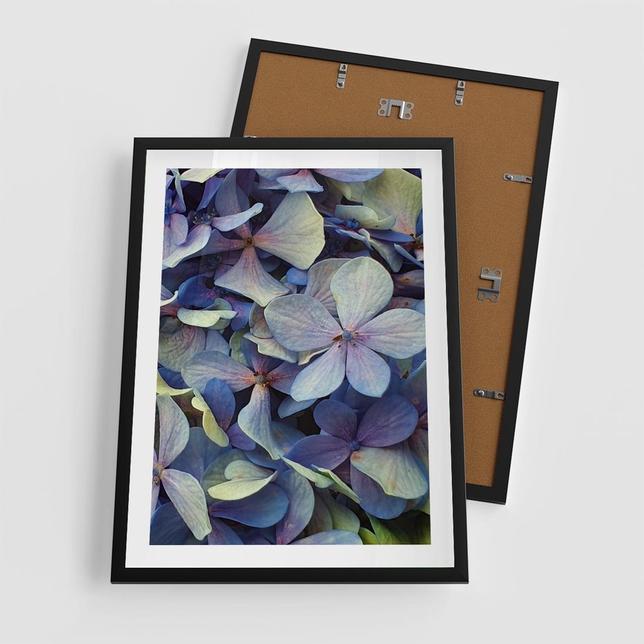 Plakat w ramie 50x70 - Hortensja - delikatność kwiatów - hortensja, kwiaty - rama czarna
