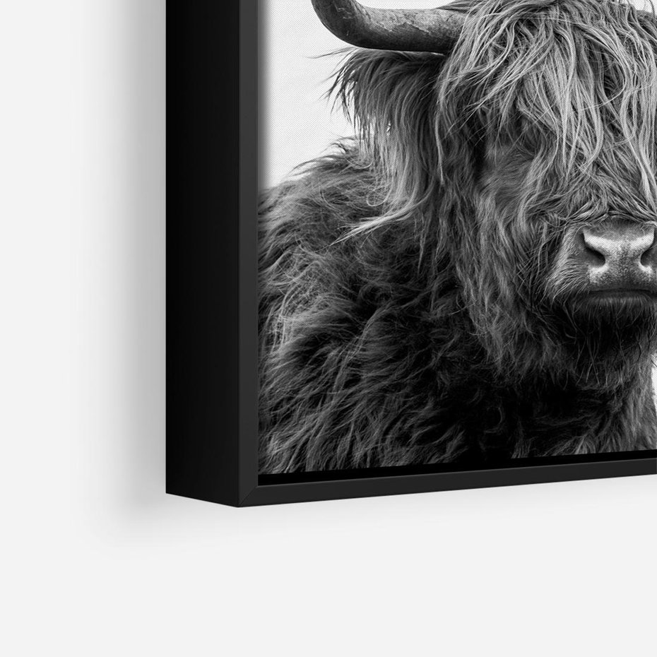 Obraz w ramie 50x50 - Moc i Spokój - amerykańskie bydło, byk - rama czarna