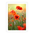 Plakat bez ramy 21x30 - Makowa Pasja - maki, kwiaty