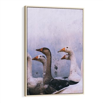 Obraz w ramie 50x70 - Spotkanie Wśród Piór - uchwycony moment, fotografia - rama drewno