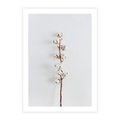 Plakat bez ramy 21x30 - Minimalistyczna Gałązka Bawełny - bawełna, gałązka bawełny