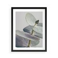 Plakat w ramie 40x50 - Zbliżenie Liści Eukaliptusa - eukaliptus, zbliżenie - rama czarna