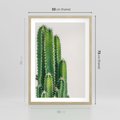 Plakat w ramie 50x70 - Minimalistyczne Kaktusy na Białym Tle - kaktusy, minimalistyczna fotografia - rama drewno