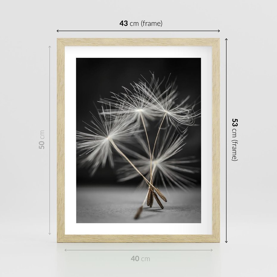 Plakat w ramie 40x50 - Delikatność dmuchawców zbliżenie - dmuchawce, zbliżenie - rama drewno