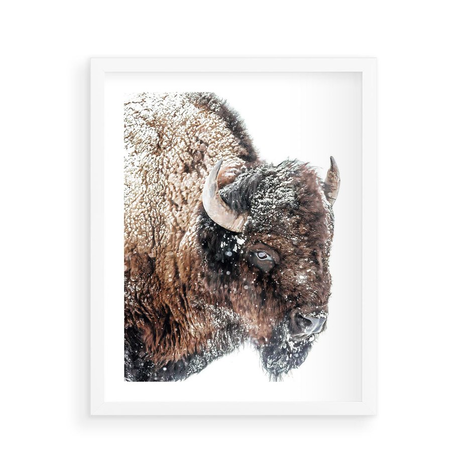 Plakat w ramie 40x50 - Obraz Dzikiej Przyrody w Śnieżnym Otoczeniu - żubr, śnieg - rama biała