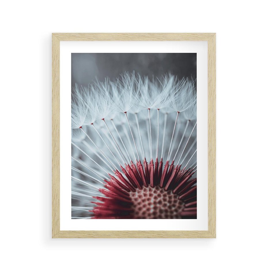 Plakat w ramie 40x50 - Dmuchawiec w Detalu - dmuchawiec, zdjęcie makro - rama drewno