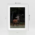 Plakat w ramie 30x40 - Spotkanie z naturą - jeleń, las - rama biała