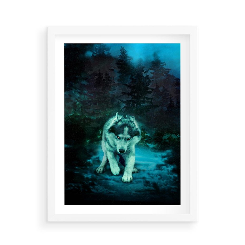 Plakat w ramie 50x70 - Siła i wdzięk natury - wilk, husky - rama biała