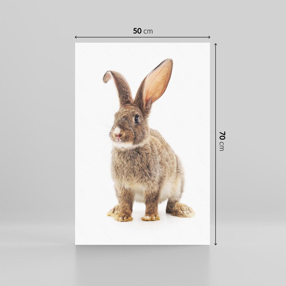 Obraz na płótnie 50x70 - Delikatna Zwierzęca Uroda - królik, zwierzę