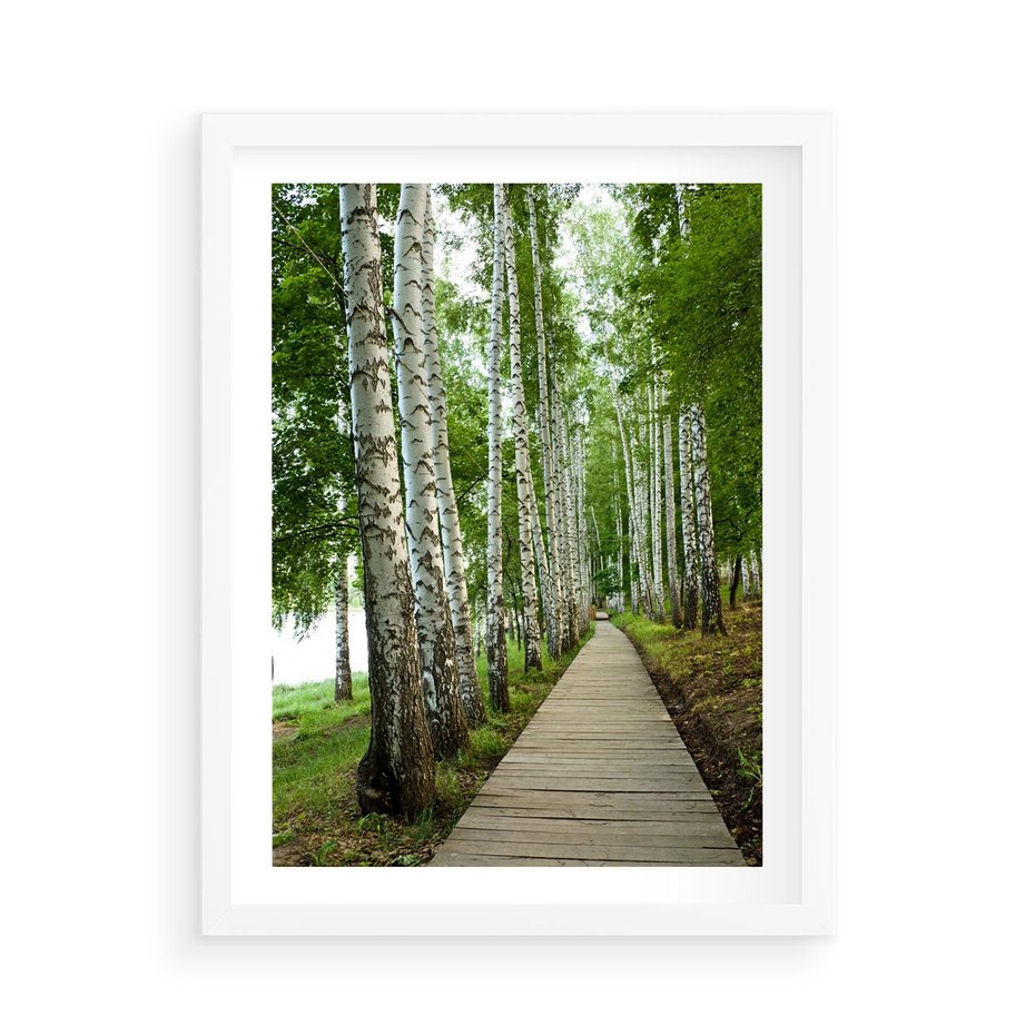Plakat w ramie 50x70 - Spacer ścieżką przez brzozowy las - las, ścieżka - rama biała