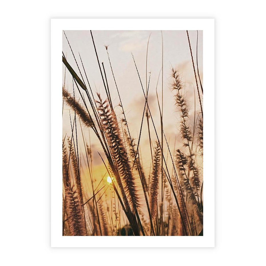 Plakat bez ramy 50x70 - Malownicza Łąka z Trawam - trawy, łąka