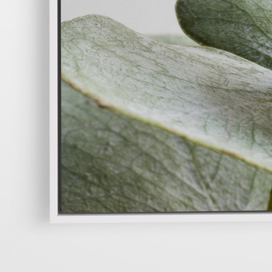 Obraz w ramie 80x80 - Eukaliptusowa zieleń - eukaliptus, zielone - rama biała
