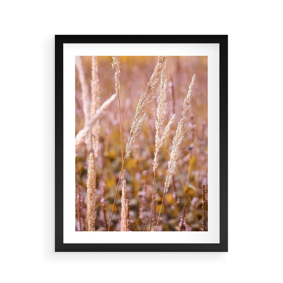Plakat w ramie 40x50 - Sucha Trawa w Sierpniu - trawy, łąka - rama czarna
