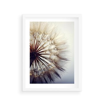 Plakat w ramie 30x40 - Makro piękno dmuchawca - makro, dmuchawiec - rama biała