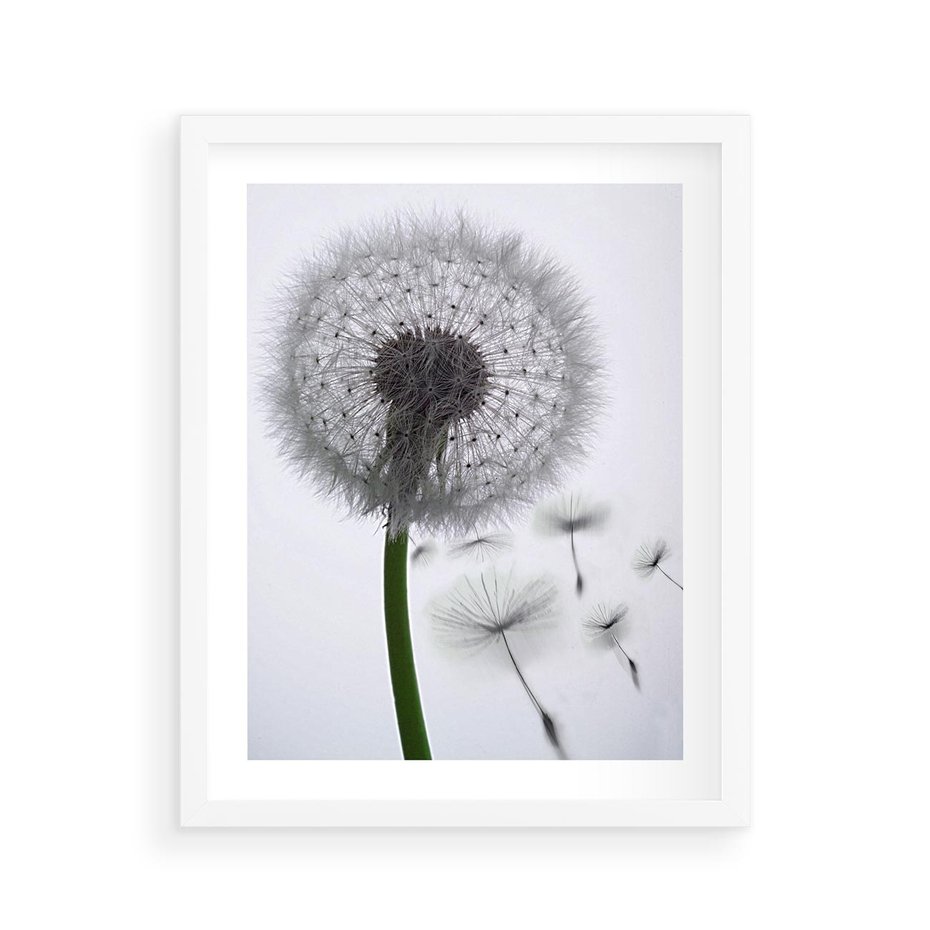 Plakat w ramie 40x50 - Lekkość Przemijania - dmuchawiec, makro - rama biała
