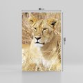 Obraz na płótnie 80x120 - Potęga lwów w Afryce - lew, lwica