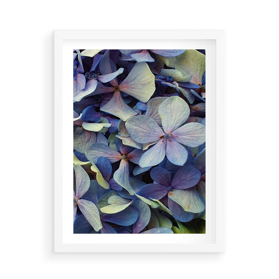 Plakat w ramie 50x70 - Hortensja - delikatność kwiatów - hortensja, kwiaty - rama biała