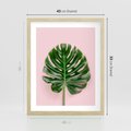 Plakat w ramie 40x50 - Monstera w Różowym Świetle - liść monstery, różowe tło - rama drewno