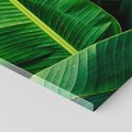 Obraz na płótnie 120x40 - Zaklęta roślinna ekspresja - liście bananowca, gęsto ułożone