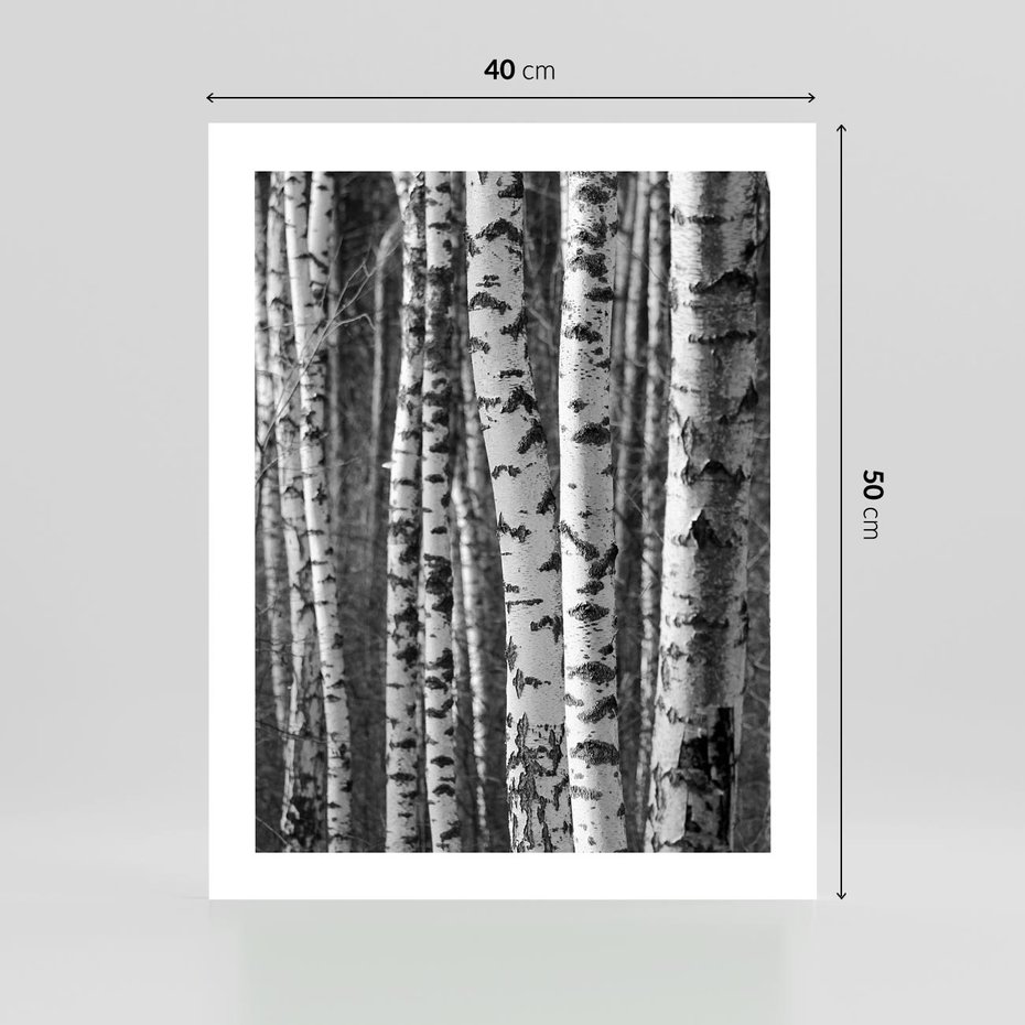 Plakat bez ramy 40x50 - Kontrast Monochromatyczny - brzozy, czarno