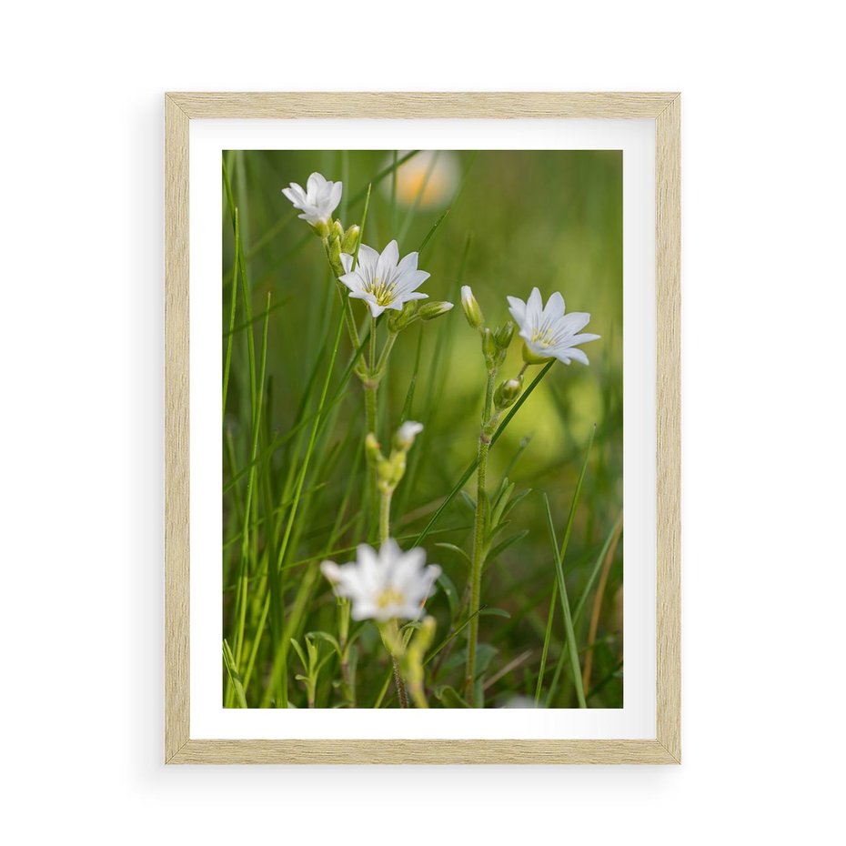 Plakat w ramie 50x70 - Kolorowa łąka - stokrotki, łąka - rama drewno