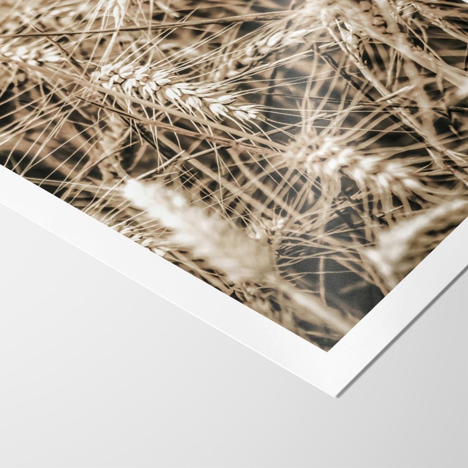 Plakat bez ramy 30x40 - Zbliżenie na Kłosy Zboża - zboża, kłosy zboża