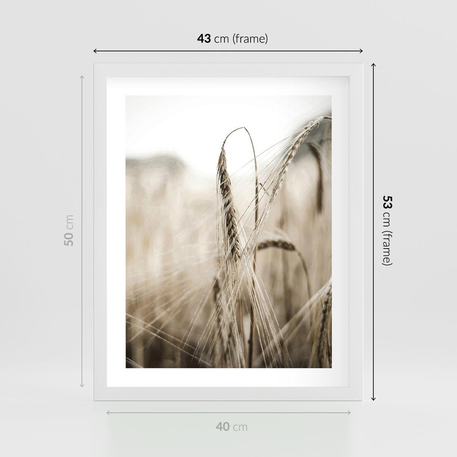 Plakat w ramie 40x50 - Kłosy Pszenicy w Sepii - zboże, kłos pszenicy - rama biała
